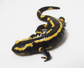 семейство саламандровые — salamandridae