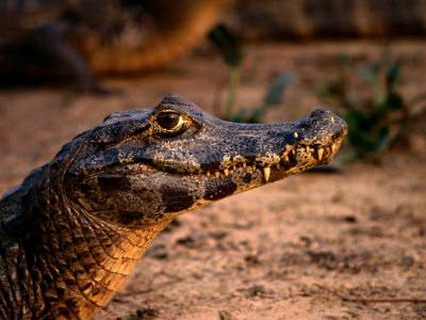 обыкновенный крокодиловый кайман (caiman crocodilus crocodilus)
