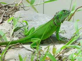 обыкновенная игуана (iguana iguana)