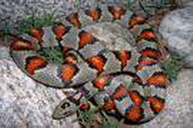 мексиканская молочная змея (lampropeltis mexicana mexicana)