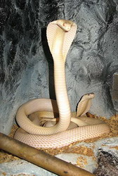 моноклевая кобра (naja naja kauothia)