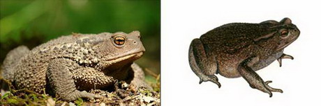 кавказская жаба — bufo verrucosissimus (pallas, 1814)