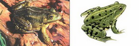 съедобная лягушка — rana esculenta linnaeus, 1758