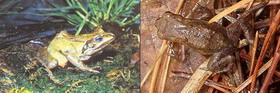 центральноазиатская лягушка — rana asiatica bedriaga, 1898