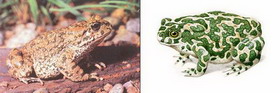 зеленая жаба — bufo viridis laurenti, 1768