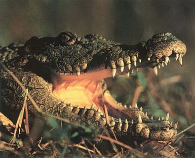 каким образом крокодил съедает свои жертвы целиком?