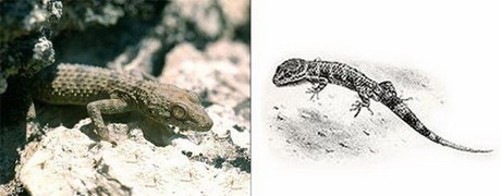 туркестанский геккон — cyrtopodion fedtschenkoi (strauch, 1887)
