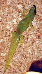 гребнепалый геккон — crossobamon eversmanni (wiegmann, 1834)