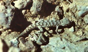 колючехвостый геккон — cyrtopodion spinicauda (strauch, 1887)