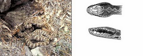 каменистый щитомордник — agkistrodon saxatilis (emelianov, 1937)