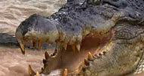 стресс и иммунодефицит у крокодилов