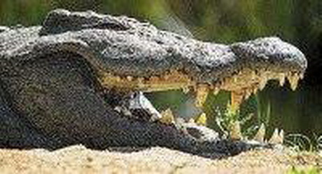 крокодил из олайне признан  бесхозным 