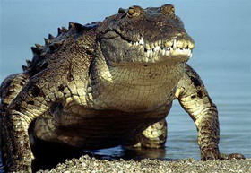 дыхательная система крокодилов