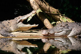 пищеварительная система крокодилов