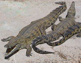 репродуктивная (половая) система крокодилов