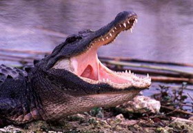 болезни крокодилов