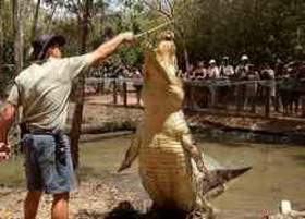 14 интересных фактов о крокодилах