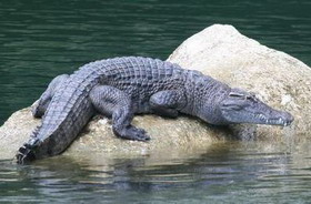 на филиппинах восстанавливают популяцию пресноводных крокодилов