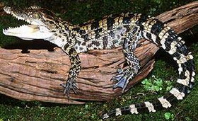 сиамские крокодилы размножаются только в ростове