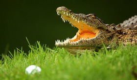 в юар вымирают крокодилы