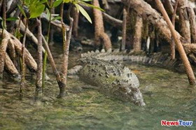 туристы едва не стали жертвами крокодилов