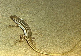 линейчатая ящурка — eremias lineolata (nikolsky, 1896)