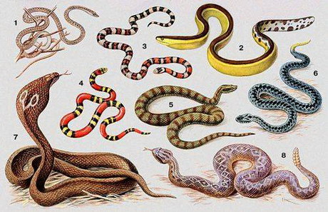 подотряд змеи — serpentes