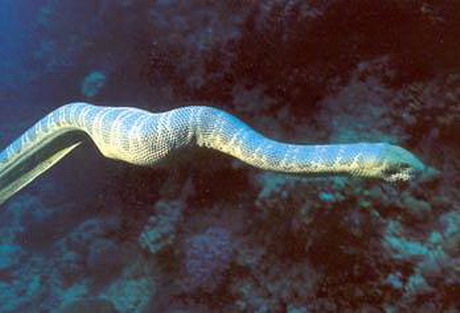 семейство морские змеи — hydrophiidae