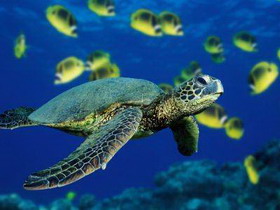 семейство морские черепахи — cheloniidae