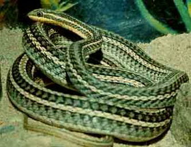 род песчаные змеи — psammophis boie, 1826