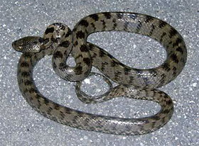 род кошачьи змеи — telescopus wagler, 1820