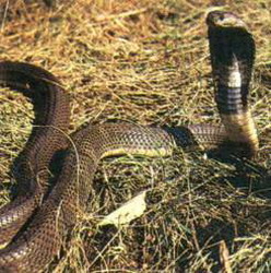 семейство аспидовые змеи — elapidae