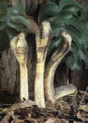 род настоящие кобры, или очковые змеи — naja laurenti, 1768
