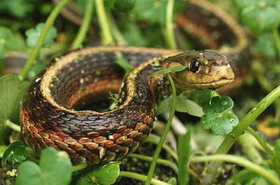 семейство гадюковые змеи, или гадюки — viperidae