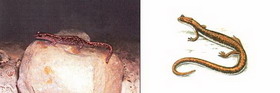 уссурийский тритон — onychodactylus fischeri (boulenger, 1886)