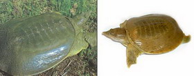 дальневосточная черепаха — pelodiscus sinensis (wiegmann, 1834)
