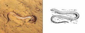 туркменская змееящерица — ophiomorus chernovi anderson et leviton, 1966