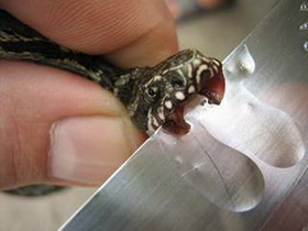 лечение змеиным ядом