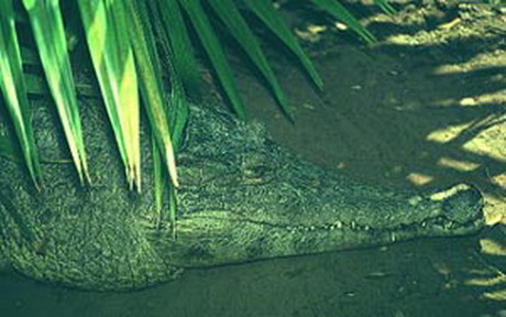  крокодил узкорылый (crocodylus johnsoni)