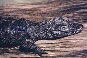 аллигатор китайский (alligator sinensis)