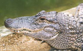 аллигатор миссисипский (alligator mississippiensis)