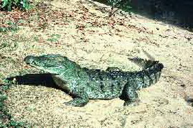 крокодил болотный (crocodylus palustris)