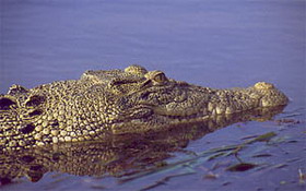 крокодил гребнистый (crocodylus porosus)