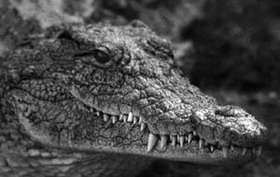 крокодил нильский (crocodylus niloticus)