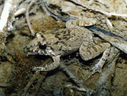 лягушка прибрежная тропическая (rana limnocharis)