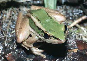  лягушка красноухая (rana erythraea)