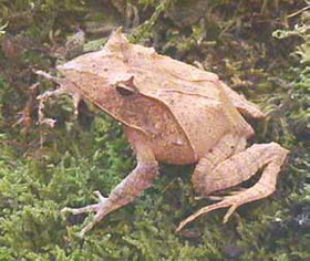 лягушка рогатая (ceratobatrachus guentheri)