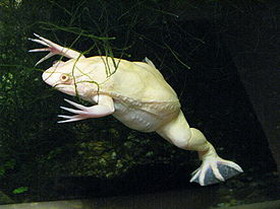 обыкновенная шпорцевая лягушка (xenopus laevis)