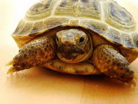 среднеазиатская черепаха дома