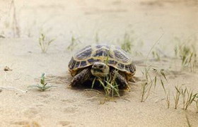 сухопутные черепахи: содержание и уход